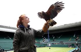 Image result for Wimbledon Hawks