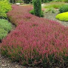 Attēlu rezultāti vaicājumam “Calluna vulgaris”