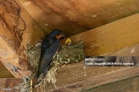 Attēlu rezultāti vaicājumam “Hirundo rustica adult”