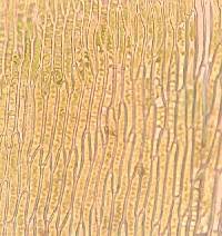 Attēlu rezultāti vaicājumam “Calliergonella lindbergii”