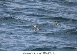 Image result for Brachyramphus perdix