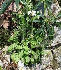 Attēlu rezultāti vaicājumam “Cardaminopsis arenosa fruit”