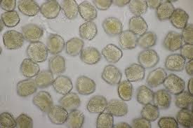 Attēlu rezultāti vaicājumam “Pucciniastrum areolatum”