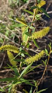 Attēlu rezultāti vaicājumam “Salix myrsinifolia male flower”