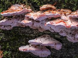 Attēlu rezultāti vaicājumam “Fomitopsis rosea”