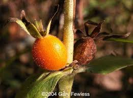 Attēlu rezultāti vaicājumam “Trifolium montanum fruit”