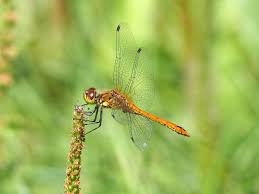 Attēlu rezultāti vaicājumam “Sympetrum sanguineum male”