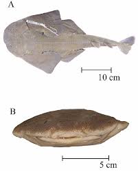 Image result for Squatina dumeril