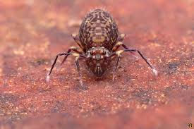 Attēlu rezultāti vaicājumam “Ptenothrix sp.”