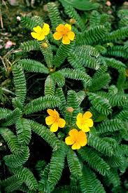 Image result for Potentilla anserina
