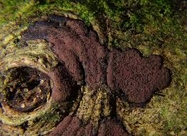 Attēlu rezultāti vaicājumam “Hyalorbilia inflatula”