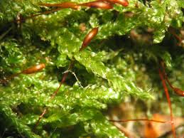 Attēlu rezultāti vaicājumam “Hypnum cupressiforme sporophyte”