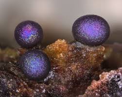 Attēlu rezultāti vaicājumam “Dianemataceae”