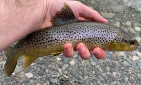 Image result for Ulverston Angling Association