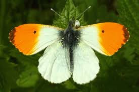 Attēlu rezultāti vaicājumam “Anthocharis cardamines”