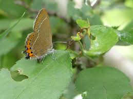 Attēlu rezultāti vaicājumam “Satyrium pruni”