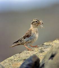 Image result for Petronia petronia