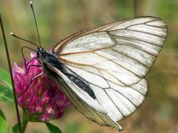 Attēlu rezultāti vaicājumam “Aporia crataegi upperside”