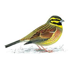 Image result for Emberiza cirlus