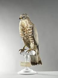 Image result for Pernis apivorus