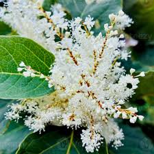 Attēlu rezultāti vaicājumam “Reynoutria japonica flower”