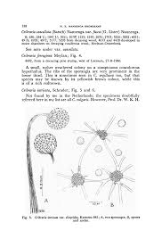 Attēlu rezultāti vaicājumam “Cribraria cancellata var. fusca spores”