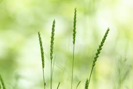 Attēlu rezultāti vaicājumam “Cynosurus cristatus fruit”