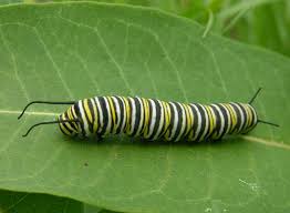 Image result for monarch caterpillar