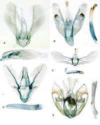 Attēlu rezultāti vaicājumam “Pyralididae”