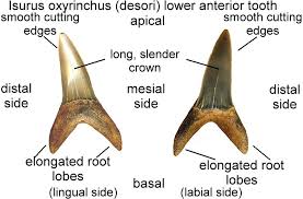 Image result for Isurus oxyrinchus