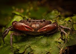 Attēlu rezultāti vaicājumam “Crustacea”