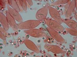 Attēlu rezultāti vaicājumam “Mycena purpureofusca”