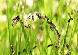 Attēlu rezultāti vaicājumam “Melica nutans leaf”