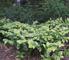 Attēlu rezultāti vaicājumam “Polygonatum odoratum”