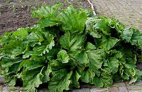 Attēlu rezultāti vaicājumam “Rheum rhabarbarum leaf”