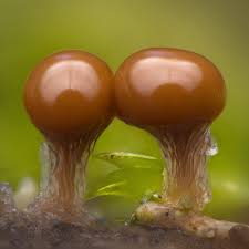 Attēlu rezultāti vaicājumam “Hemitrichia sp.”