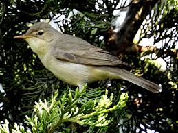 Image result for Hippolais pallida