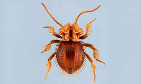 Attēlu rezultāti vaicājumam “Ptinus sp. male”