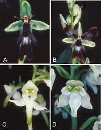 Attēlu rezultāti vaicājumam “Ophrys insectifera flower”