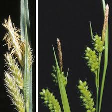 Attēlu rezultāti vaicājumam “Carex pallescens”