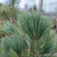 Image result for Pinus cembra