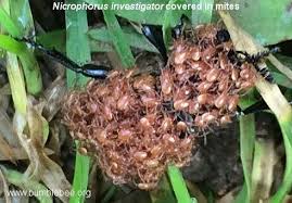 Attēlu rezultāti vaicājumam “Nicrophorus investigator imago”