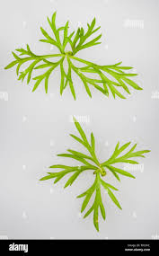 Attēlu rezultāti vaicājumam “Carum carvi leaf”