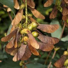 Attēlu rezultāti vaicājumam “Acer pseudoplatanus fruit”