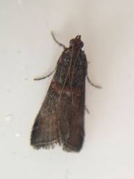 Attēlu rezultāti vaicājumam “Acrobasis advenella”