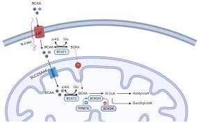 Image result for BCKA