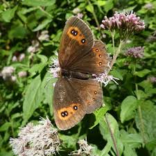 Attēlu rezultāti vaicājumam “Erebia aethiops upperside”