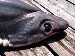 Image result for Alopias superciliosus