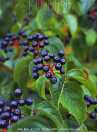 Attēlu rezultāti vaicājumam “Cornus sanguinea fruit”