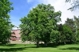 Attēlu rezultāti vaicājumam “Aesculus flava”